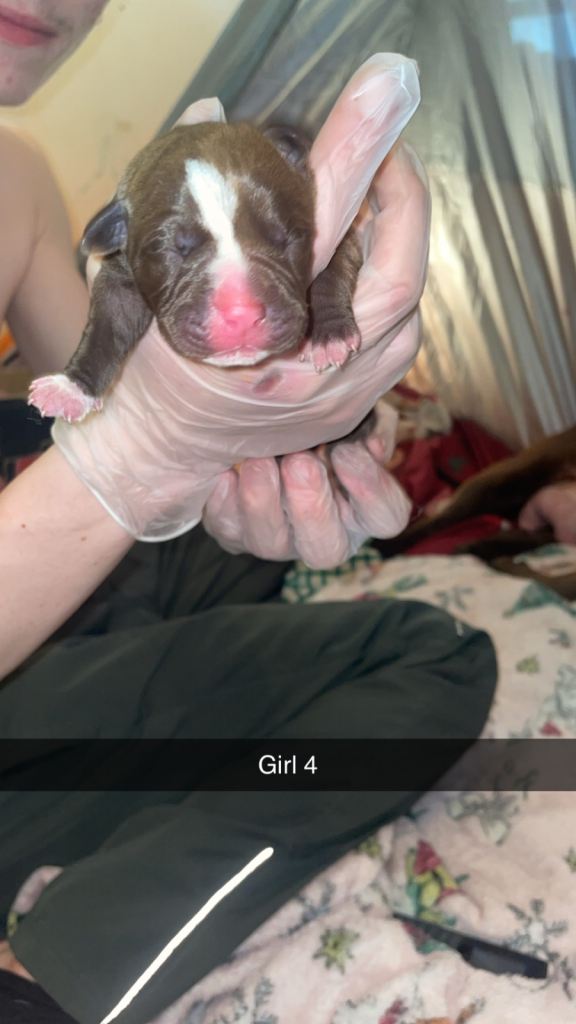 American bully x American bulldog