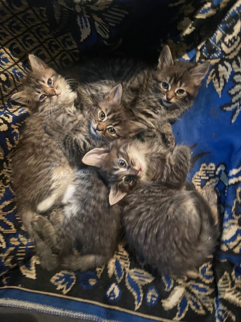 Maine coon kittens for sale