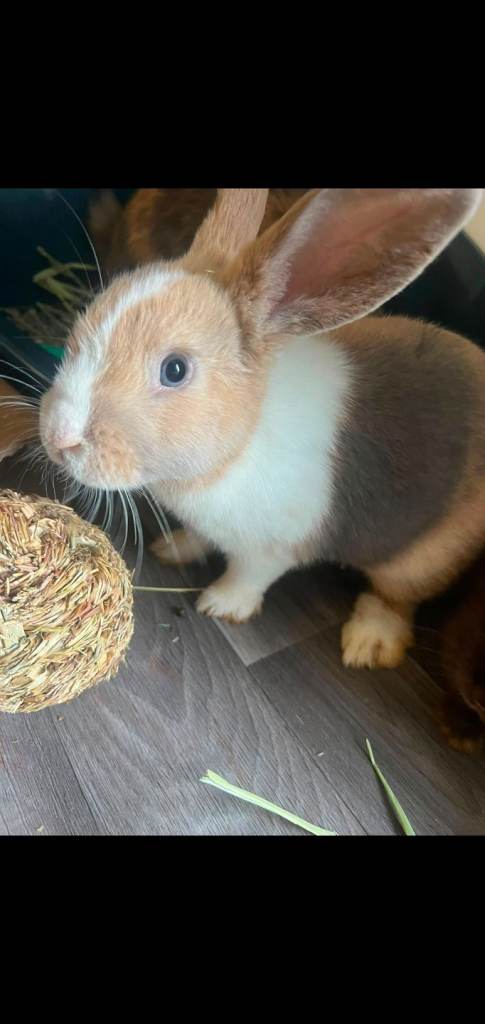 Pair of rabbits and cage for sale
