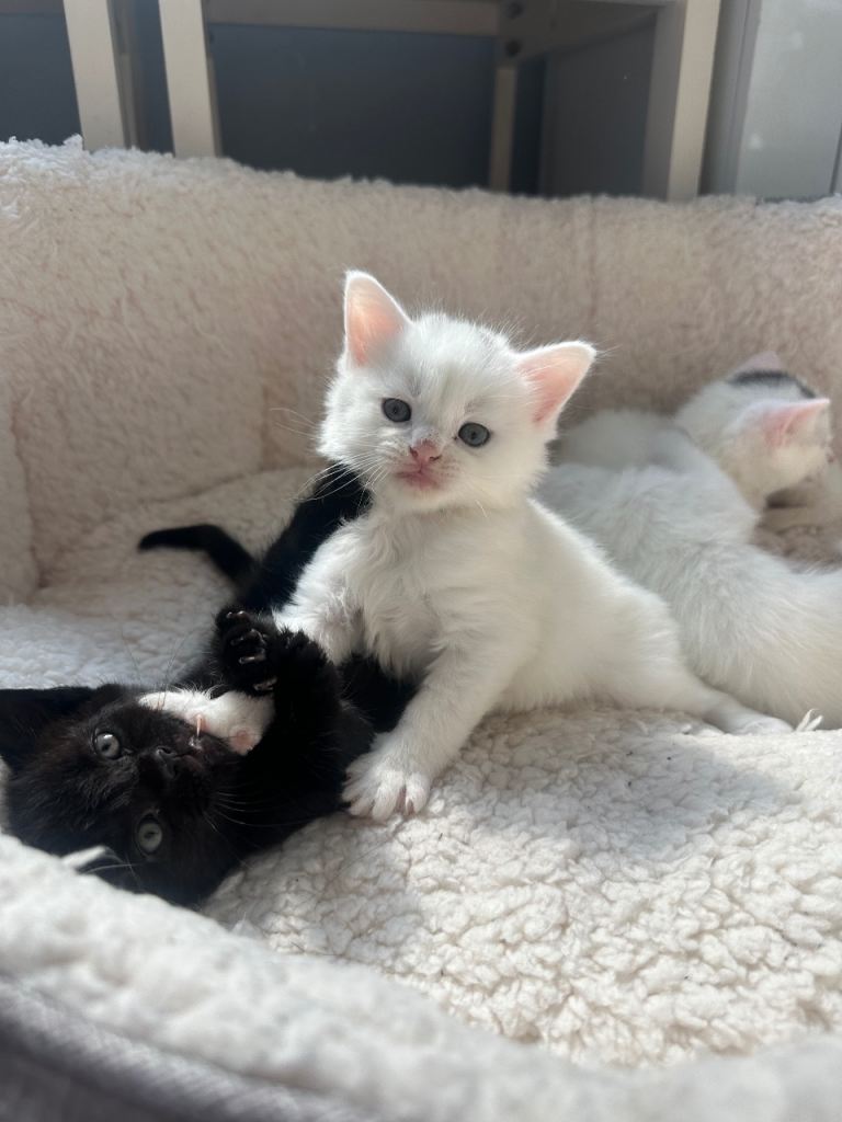 Lovely kittens ready🥰
