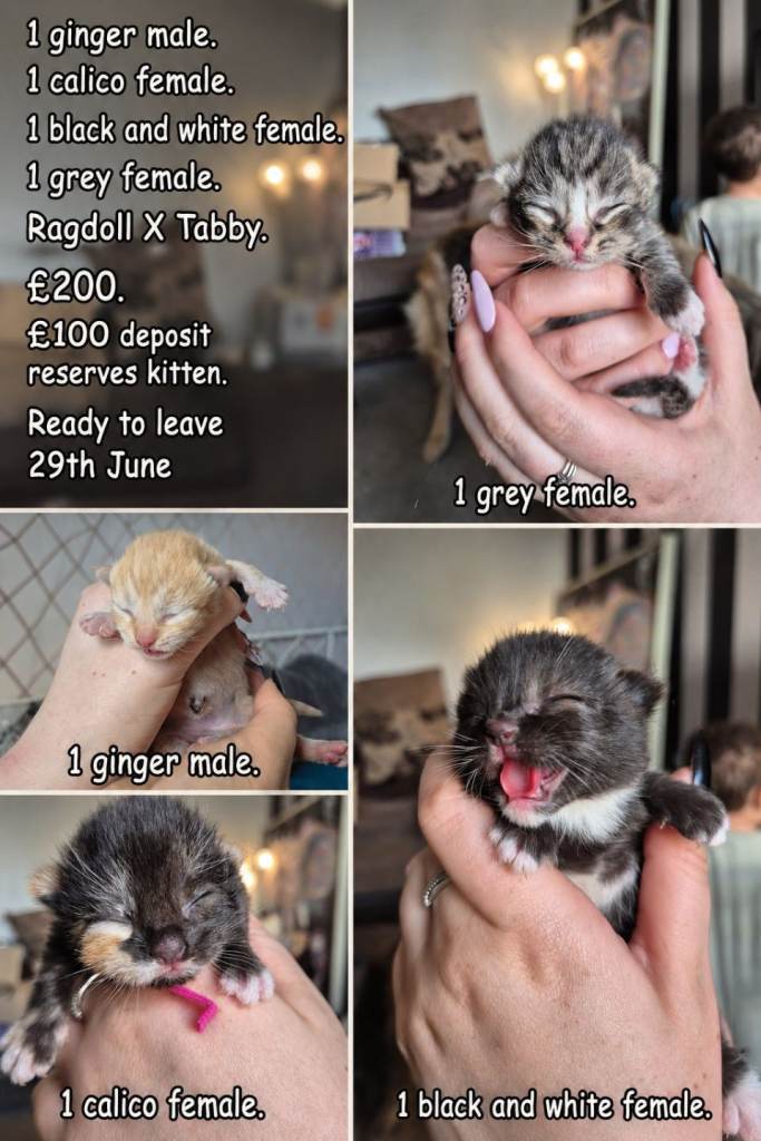 Ragdoll X Tabby