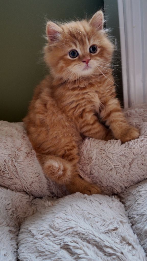 One British Shorthair & One Longhair Kitten 
