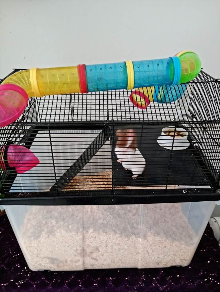 Male hamster 