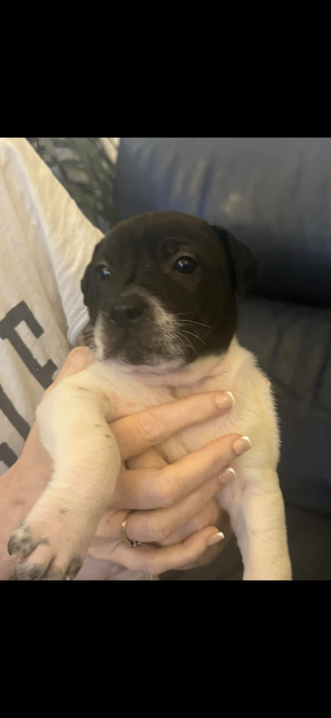 Shar pei   X pocket bully pups