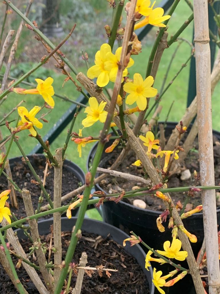 Winter Jasmine 