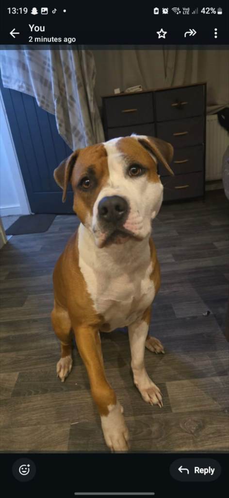 Beautiful mixed staffy, female, 3years old