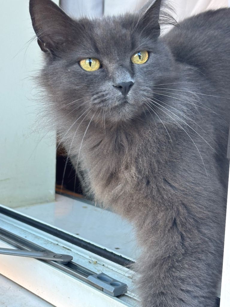 1/2 norwegian 