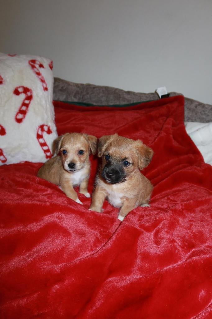Puppies for sale, Jack Russell, mixed border terrier