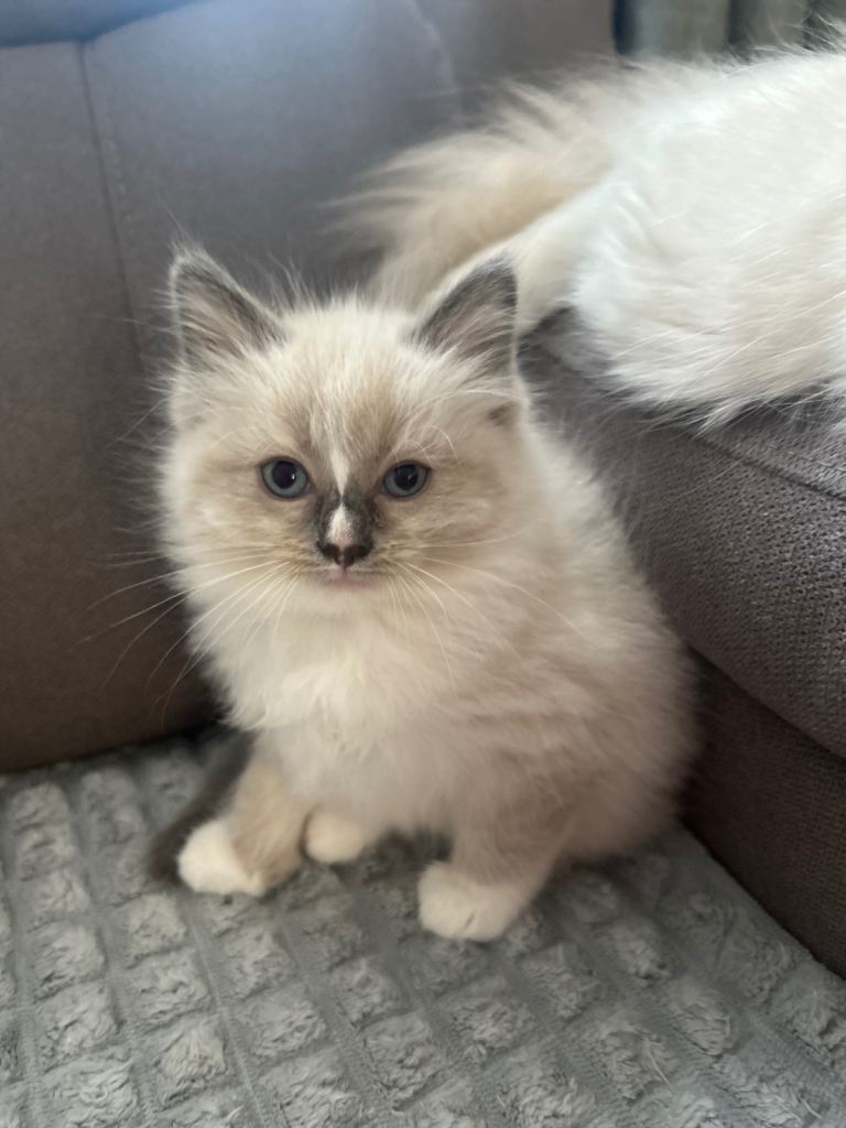 😻Beautiful Purebred Ragdoll Kittens 😻