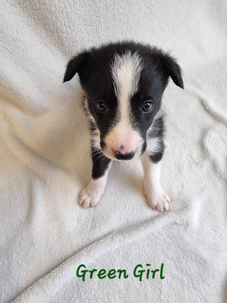 🐶 Pure Border Collie puppies
