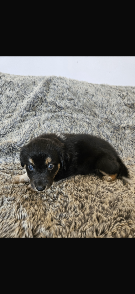 Ready now ! Border collie puppies