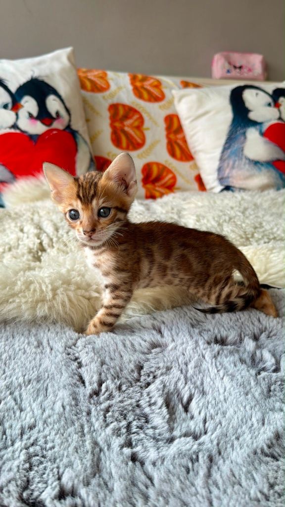 Stunning Bengal Kittens, TICA registered 