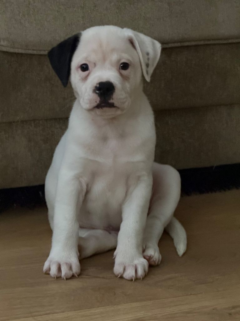 American x French bulldogs 