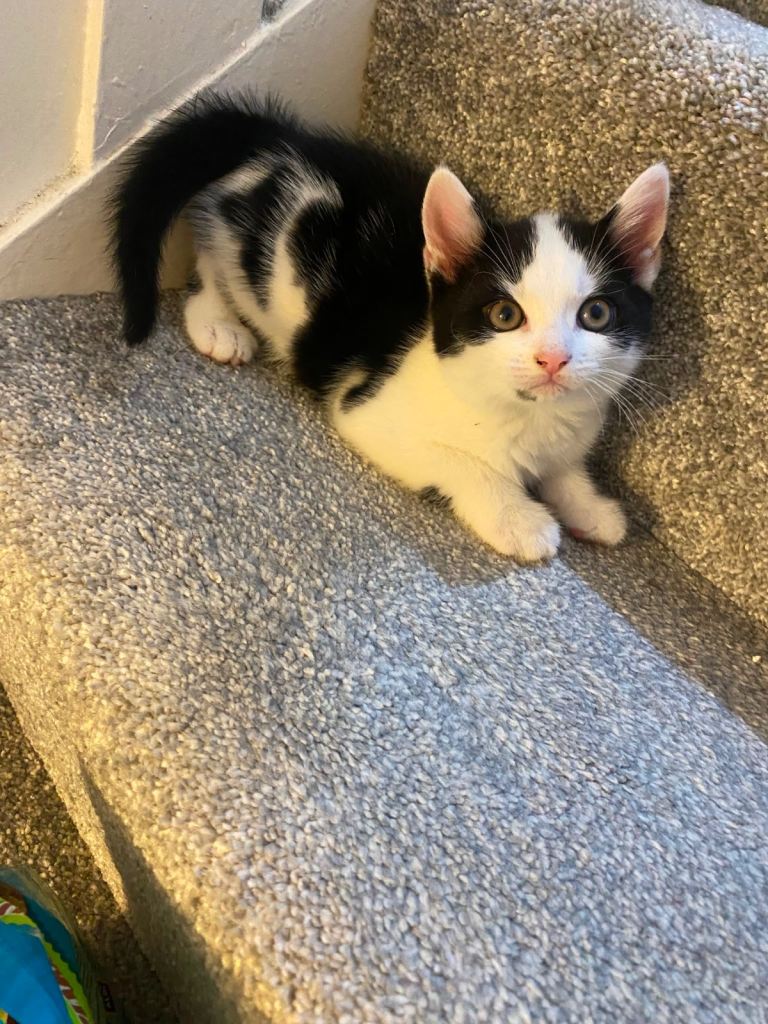 Kitten 