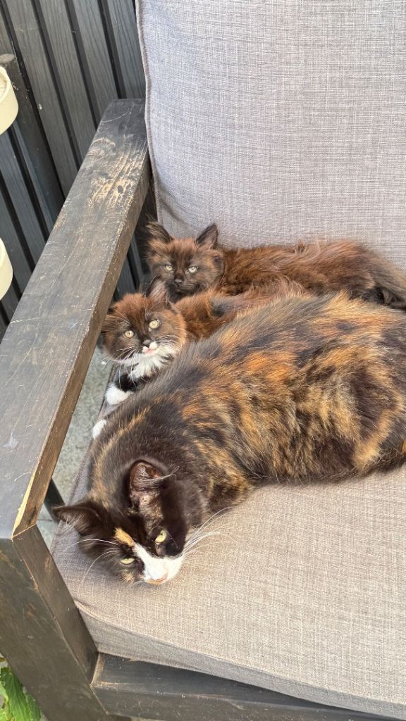 Two Female Kittens Looking for Loving Homes