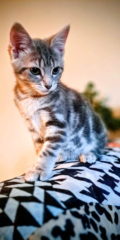 Kittens Ready to go now 