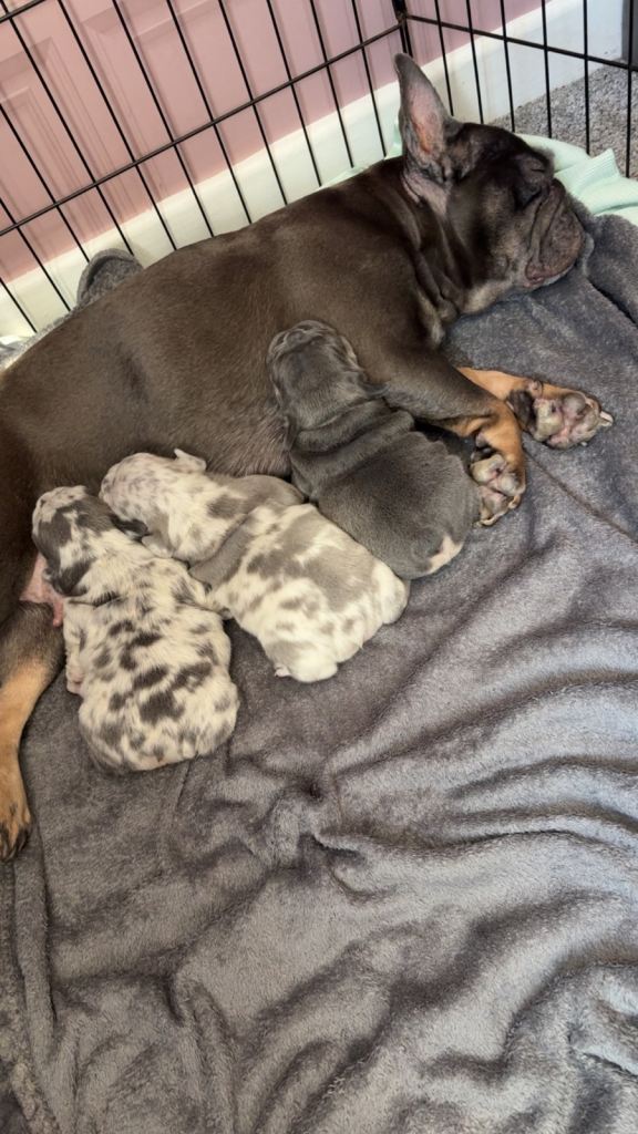 French bulldog puppies 