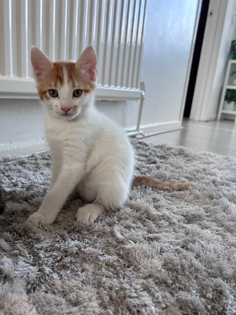 Female kitten for sale 
