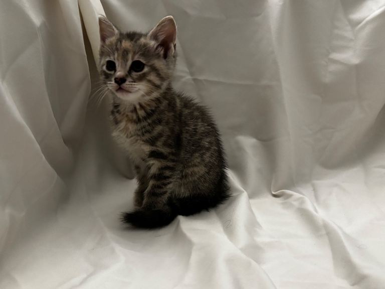 Kittens for Sale