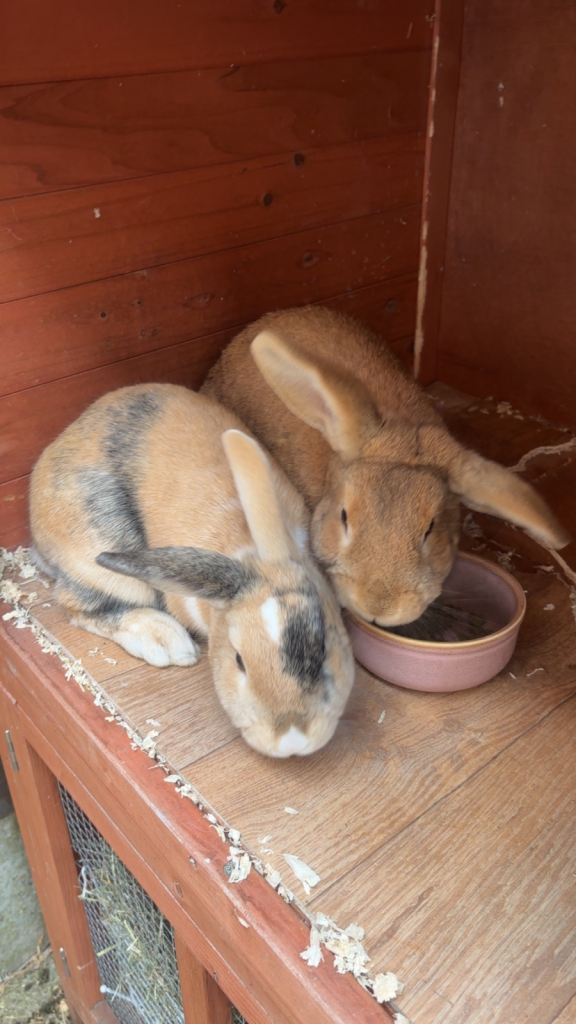 2x rabbits and hutch and run