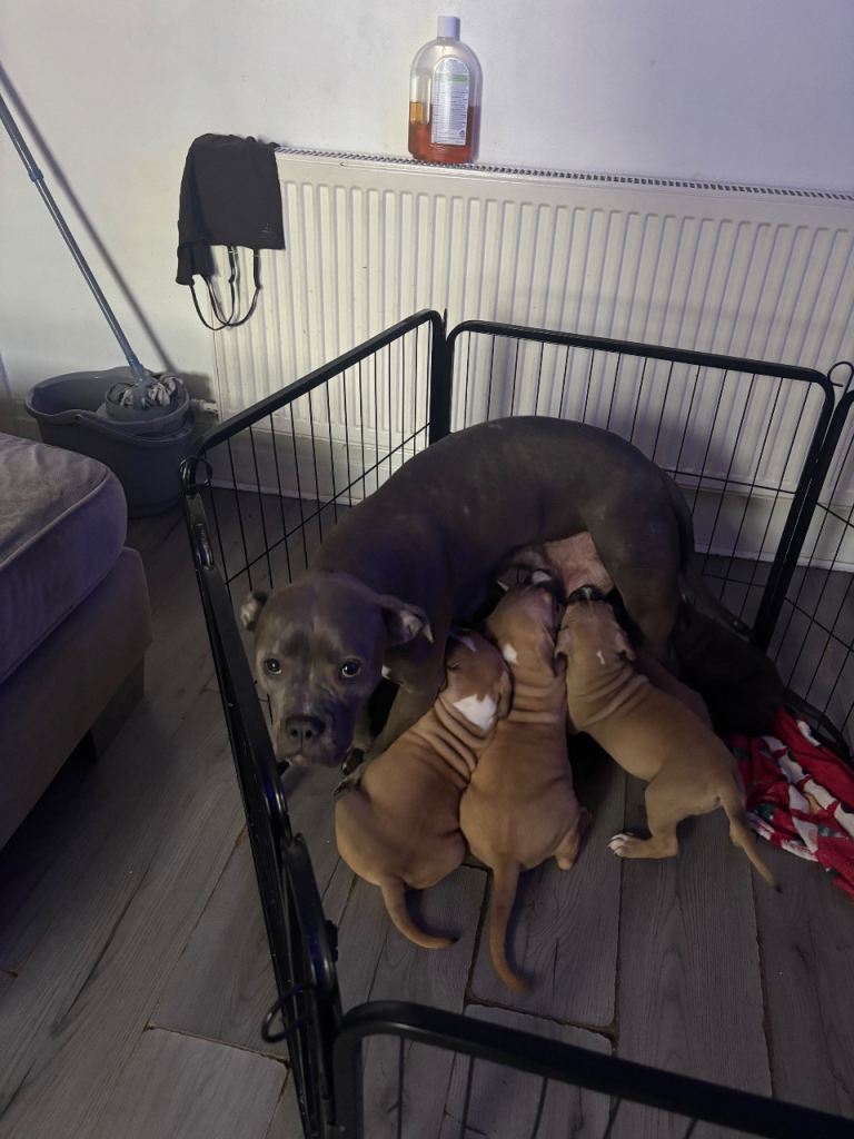 Beautiful healthy chunky puppys