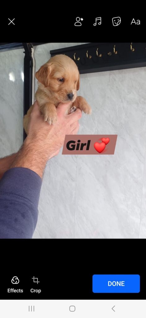 golden retriever READY TO LEAVE NOW