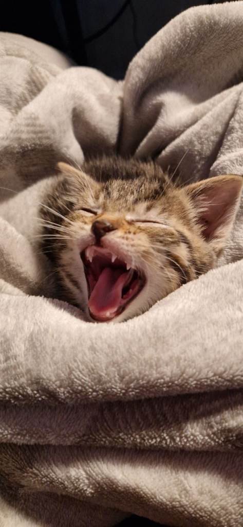 kitten 