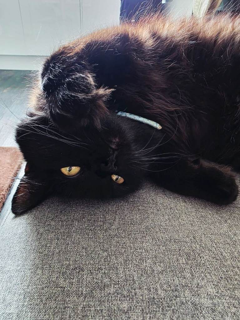 Binx looking for a family home 