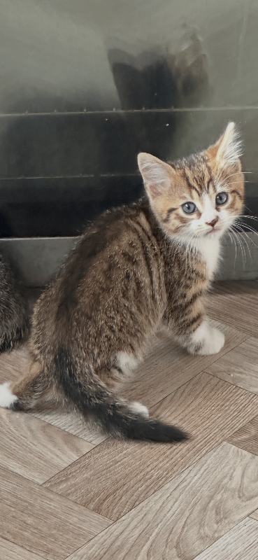 3 little kittens for sale 