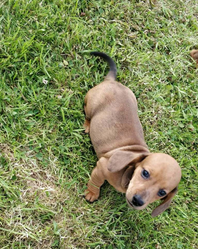 Miniature dachshund puppies 