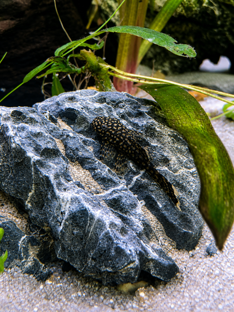 Bristlenose Pleco Juveniles (Approx 2.5cm) – Healthy & Active
