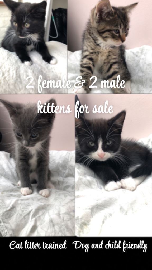 2 female and 2 male kittens for sale !!