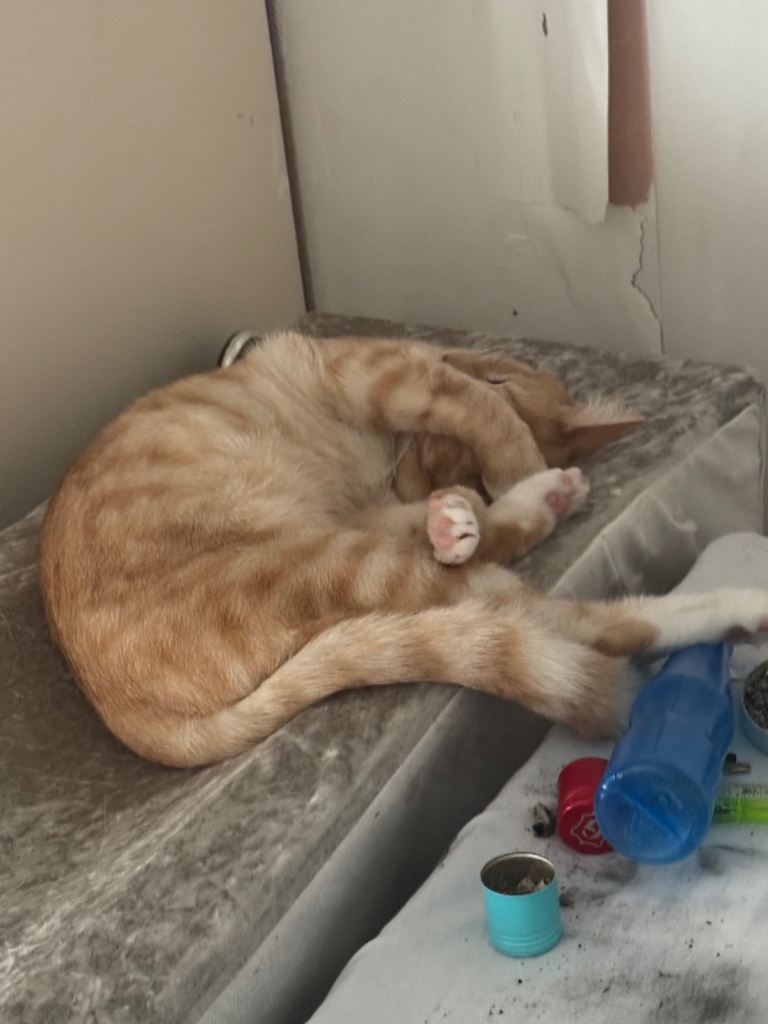 1yo male cat 
