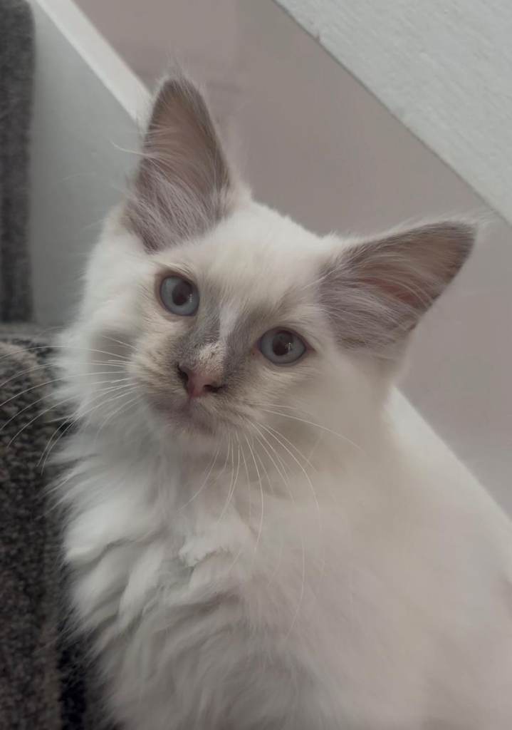 Kittens for sale ONLY 1 LEFT