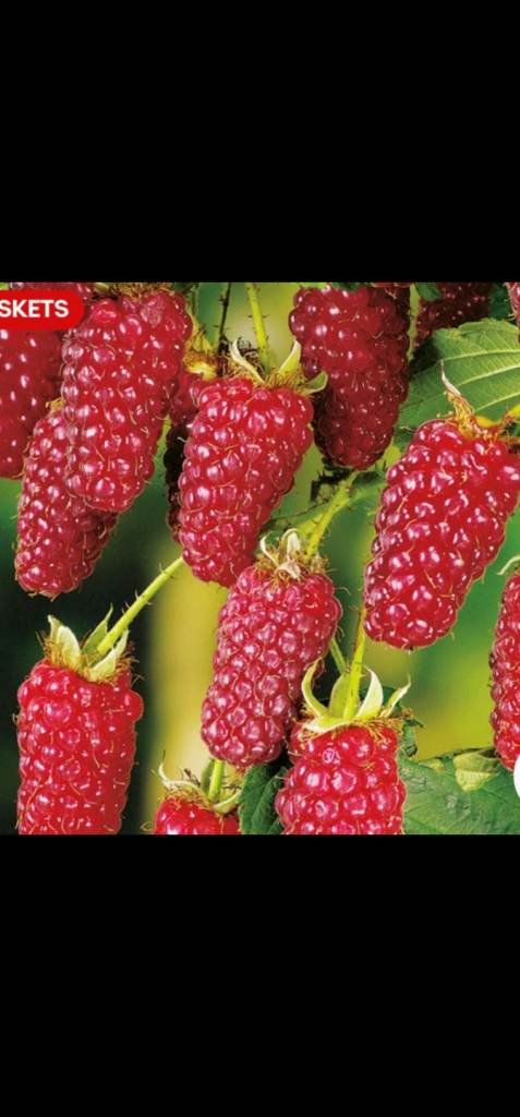 Tayberry Plants ( cross between Raspberry & Blackberry)
