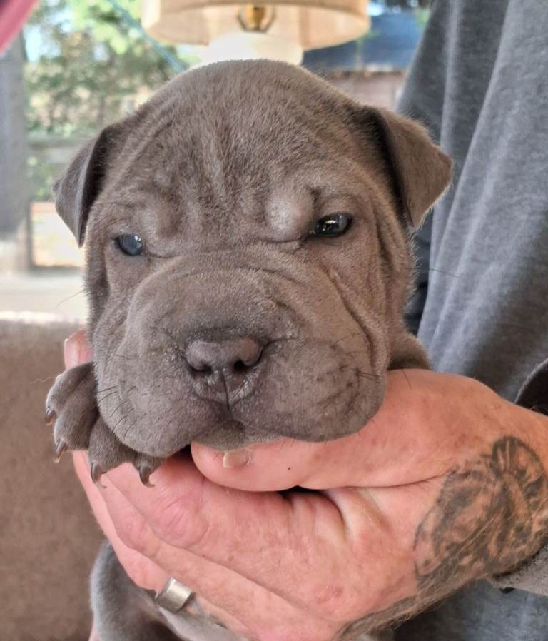 Staffy x sharpei 