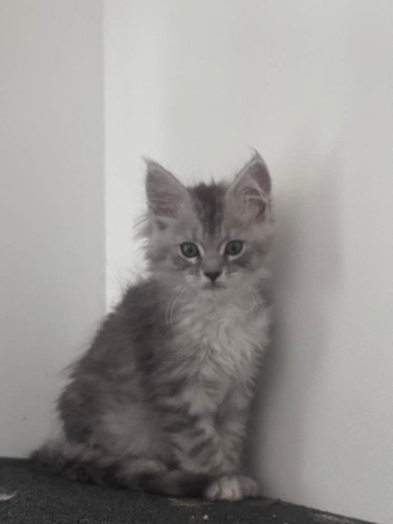Maine coon kittens