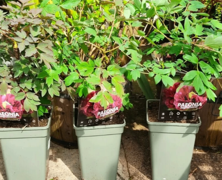 Beautiful Peony Plants 🌿🌸
