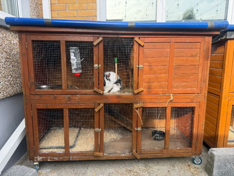 rabbit and cage 