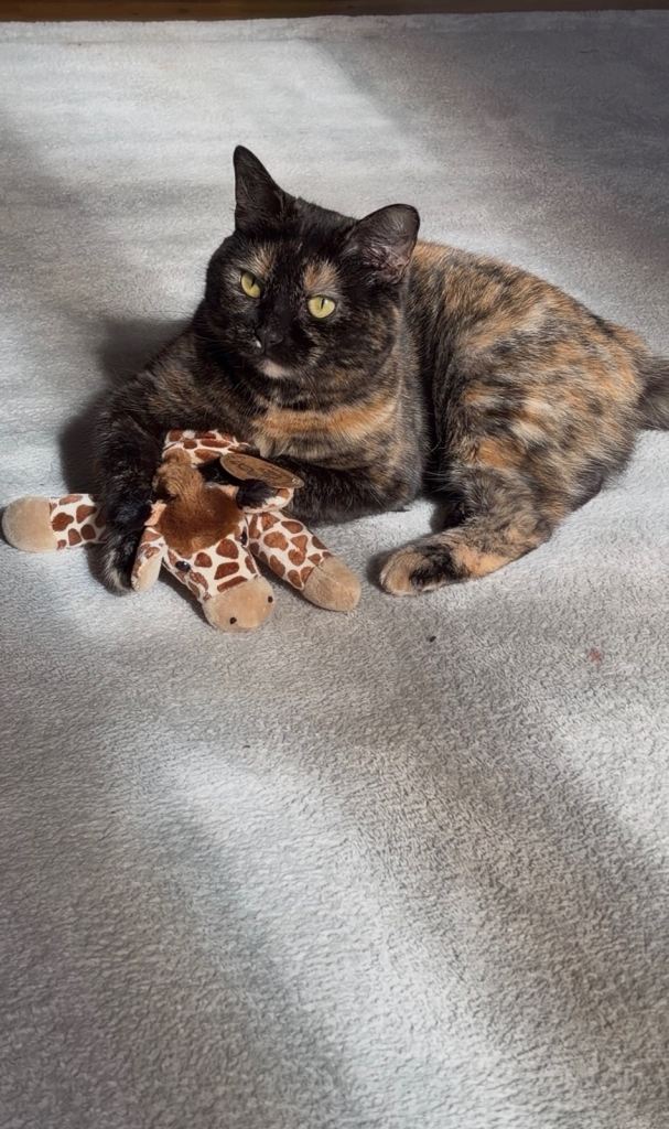 Cat 3 years old