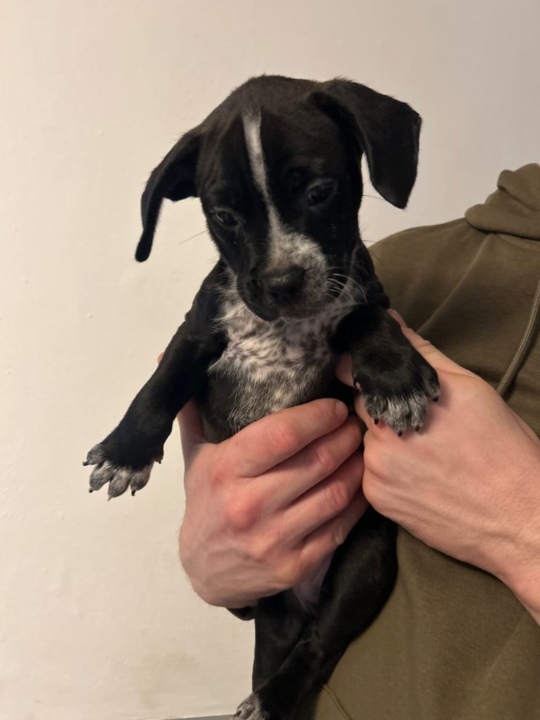 Cockerbull (cocker spaniel x French bulldog) x Irish staff