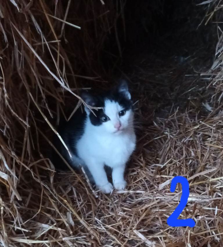 2 gorgeous farm kittens in search of loving home