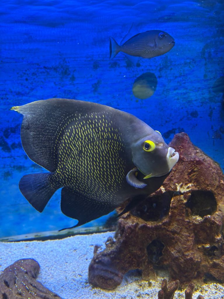 Large Marine Adult French Angel 