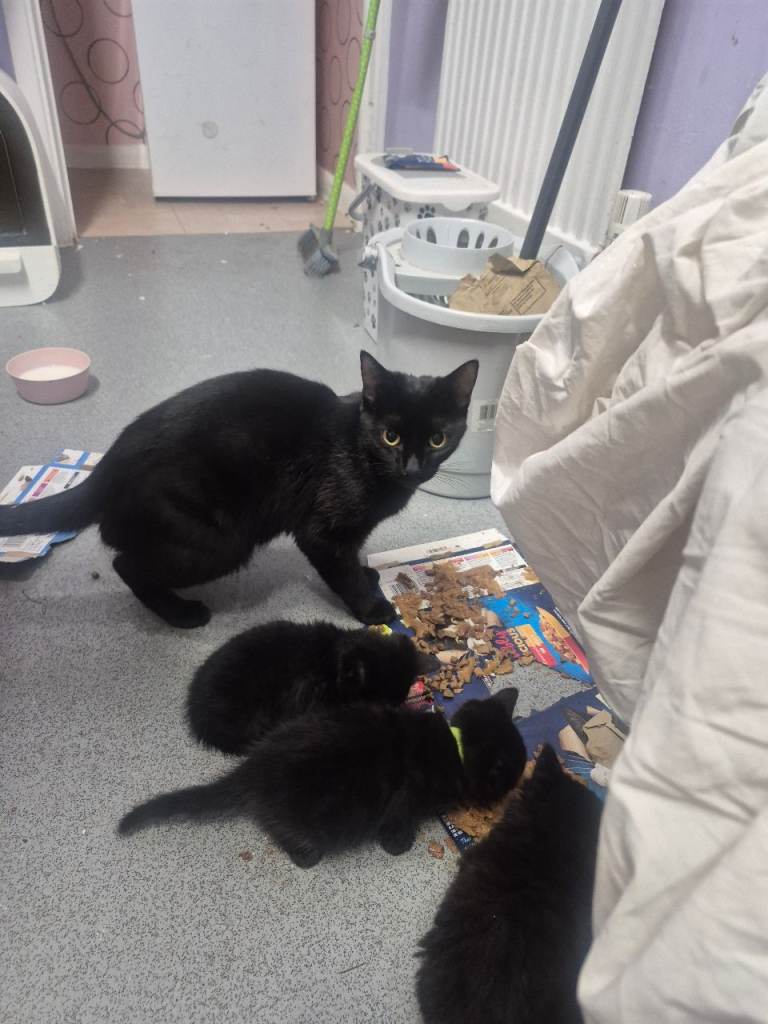 6 maine coon x kittens 