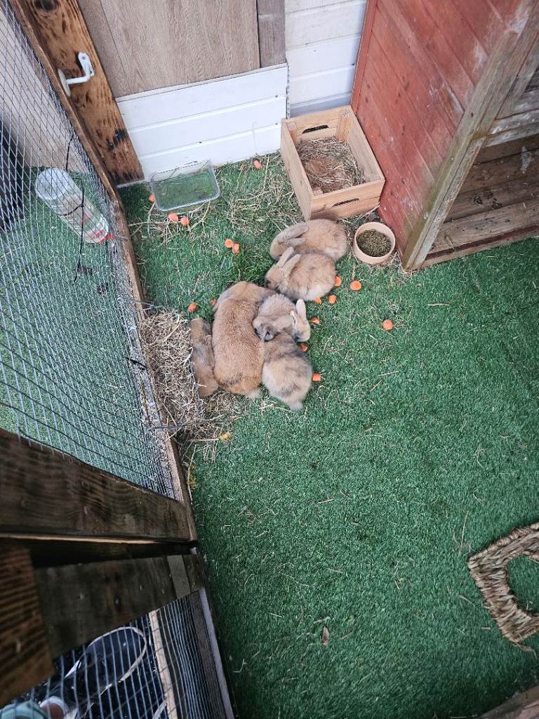 Rabbit bunny minilop