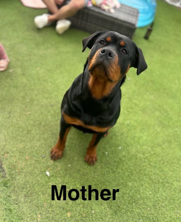 Purebred Rottweiler Puppies Family Companions
