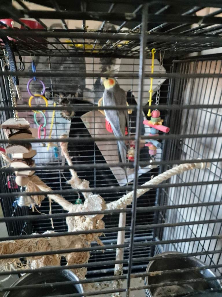 Cockatiel & cage