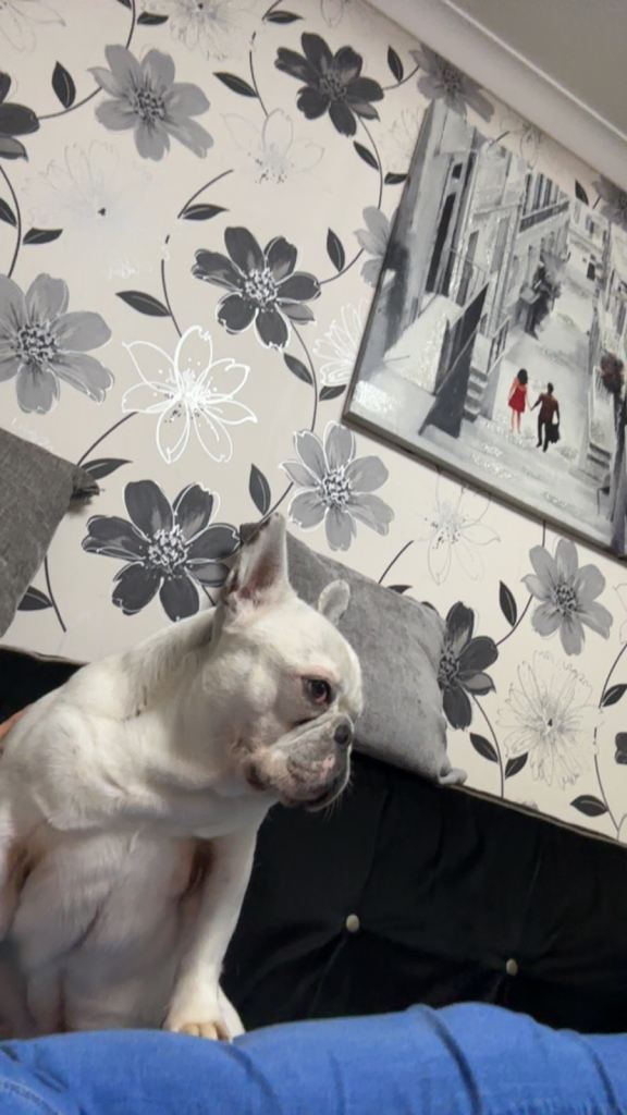 White full breed French bulldog