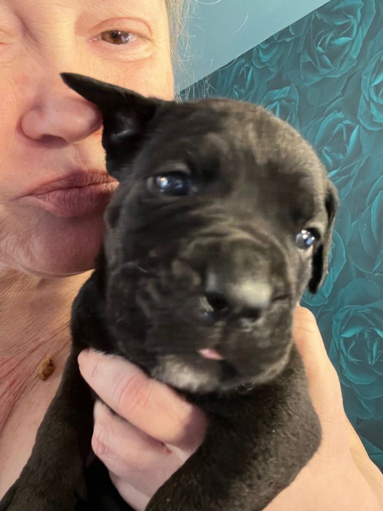 Cane Corso 