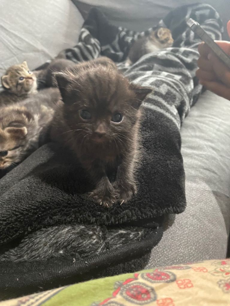 Gorgeous kitten 
